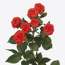 Pink Roses